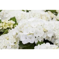 Sonstige - Hydrangea mac. 'First White' c 40- 50 Sonstige - Hydrangea mac. 'First White' c 40- 50 von sonstige