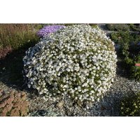 Sonstige - Kalimeris incisa 'Madiva' p 0,5 Sonstige - Kalimeris incisa 'Madiva' p 0,5 von sonstige