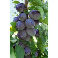 Sonstige - Prunus domestica 'Hauszwetsche' cac 150-200cm im 7,5L Topf Sonstige - Prunus domestica 'Hauszwetsche' cac 150-200cm im 7,5L Topf von sonstige