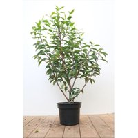 Prunus lusitanica 'Angustifolia' c 40- 60 von sonstige