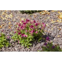 Sonstige - Rhododendron camtschaticum c 2 20- 25 von sonstige