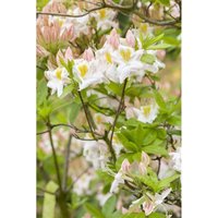 Sonstige - Rhododendron lut.'Persil' c 5 40-50 von sonstige