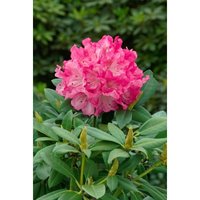 Sonstige - Rhododendron yak.'Graf Anton Günther' c 5 Stamm 80cm Krone 25-30 von sonstige