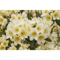 Sonstige - Rhododendron yak.'Millenium Gold' c 7 40-50 von sonstige