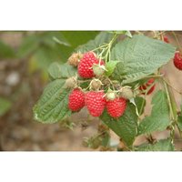 Sonstige - Rubus idaeus Glen Ample c 5 40-50 von sonstige