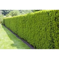 Sonstige - Taxus baccata Taxus baccata C3 40-50 Sonstige - Taxus baccata Taxus baccata C3 40-50 von sonstige