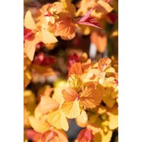 Spiraea japonica 'Double Play Big Bang' C 3 von sonstige