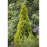 Thuja occidentalis 'Golden Smaragd' -r- c 3 30-40 von sonstige