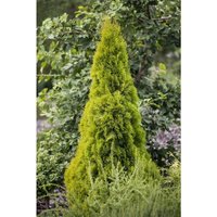 Thuja occidentalis 'Golden Smaragd' -r- c 7,5 60-80 von sonstige