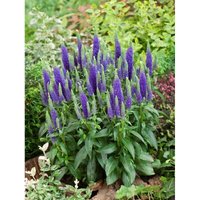 Veronica spicata 'Ulster Dwarf Blue' p 0,5 von sonstige