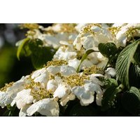 Viburnum plicatum 'Pink Beauty' C5 40- 60 Viburnum plicatum 'Pink Beauty' C5 40- 60 von sonstige