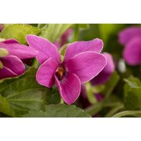 Viola odorata 'Red Charm' p 0,5 Viola odorata 'Red Charm' p 0,5 von sonstige