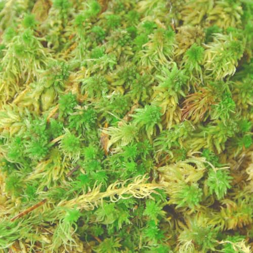 sphagnum-shop.com Lebendes Sphagnum Moos 2,5 kg für das Terrarium und Moorbeete Orchideensubstrat Monstera Substrat Moosstäbe von sphagnum-shop.com