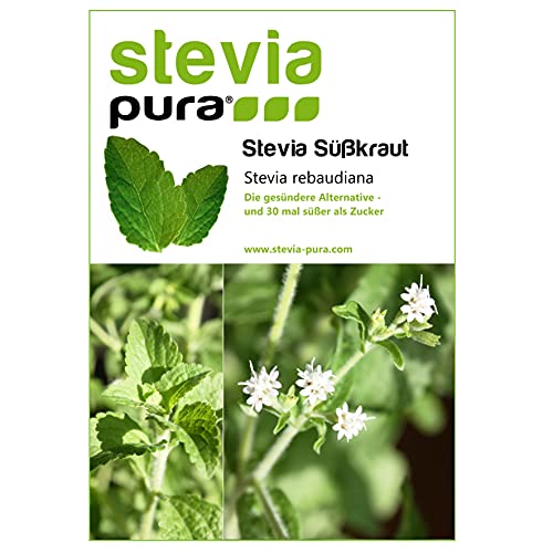 100 Stevia Samen | Stevia rebaudiana | Honigblatt - Süßkraut von steviapura