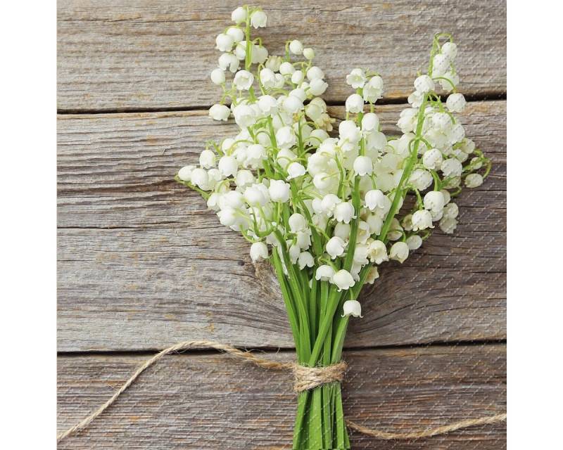 stewo Papierserviette STEWO 2572650260 Servietten "Mady" 33 x 33 cm weiss stewo Papierserviette STEWO 2572650260 Servietten "Mady" 33 x 33 cm weiss von stewo