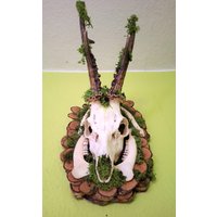 Rehgeweih/Trophäe Jagdtrophäe Geweih Auf Holzbrett Stilvoller Rehschädel Mit Kunstvoller Wandschmuck 4 - Ender Unikat Rehgeweih/Trophäe Jagdtrophäe Geweih Auf Holzbrett Stilvoller Rehschädel Mit Kunstvoller Wandschmuck 4 - Ender Unikat von strangecabinet