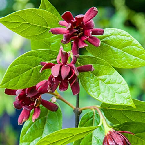 strimusimak 10 STÜCKE Carolina Allspice Samen mehrjährig Einfach zu pflanzen Calycanthus Floridus Samen Hohe Keimung Rate Duftende Blumen Strauchpflanze Für Garten Balkon Dekor Winter pflaumen sam von strimusimak