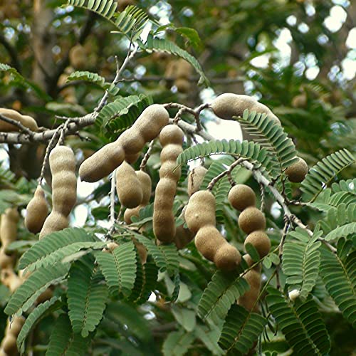 strimusimak 10 stücke Tamarind Samen Hohe Ertrag Gartenpflanze Köstliche Obstsamen für Haus im Freien Pflanzung Samen von strimusimak
