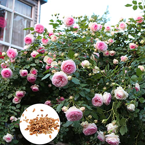 strimusimak 100 Stück Klettern Rosen samen Hardy Garten pflanzen Samen Zier blumen pflanzen Samen für Gartenhof im Freien Rosa von strimusimak