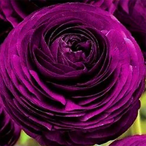 strimusimak 100 Stück Ranunculus Asiaticus Samen mehrjährige Blume Sommer Blühende Garten Blumen zwiebeln Hohe Ausbeute Blumen samen für Bonsai Balkon im Freien Pflanzung Violett von strimusimak