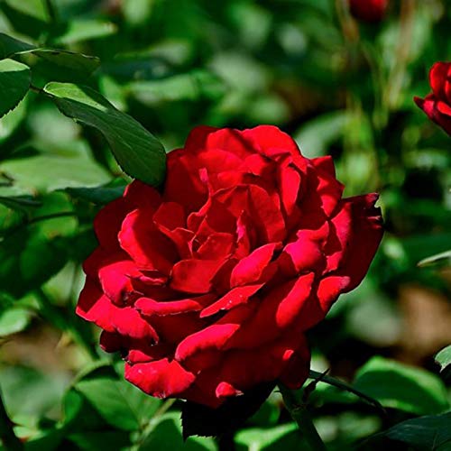 strimusimak 100 Stück Rosen samen Kletter reben pflanze Rosa Multiflora Samen frisch einfach zu pflanzen Garten blumen samen für Balkon Bepflanzung im Freien Rot Rosa Multiflora Seeds. von strimusimak