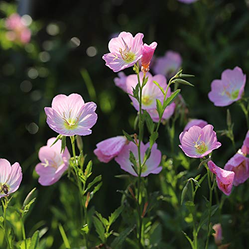 strimusimak 100 stücke Evening Primrose Samen Hohe Keimung Rate Wildblumensamen Hardy mehrjährige Pflanze Rosa Blumensamen Abend-Primel-Samen von strimusimak