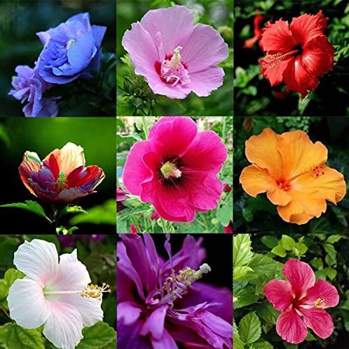 strimusimak 100 stücke Mischfarbe Hibiskussamen Riesige Hibiskussamen Hardy Blumen Staude Blume Home Garten Pflanze Samen Hibiskus samen von strimusimak