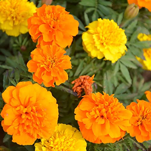 strimusimak 100 stücke Tagetes Patula Ringelblume Blumensamen Hardy Jährliche Blume Pflanzensamen für Garten Balkon Outdoor-Anpflanzung Samen von strimusimak