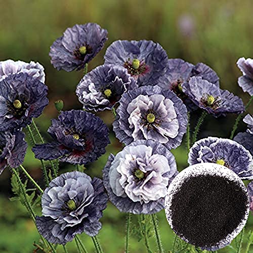 strimusimak 100 stücke leichtigkeit wachsen frische garten pflanze blumensamen jährlich lila blühen bonsai garten papaver rhoeas samen für garten balkon outdoor pflanzen Lila Mais Mohn Samen von strimusimak