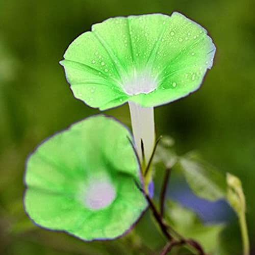 strimusimak 100 stücke petunia samen bunte morgendror samen ständig blume klettern pflanze blume samen für hängende korb garten bonsai pflanzer dekoration Grün von strimusimak