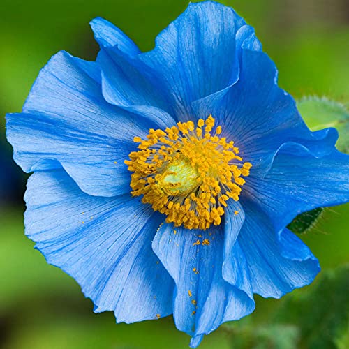 strimusimak 100Pcs Mohn mehrjährige Blume Wildblumen samen Wiesen pflanzen pflanzen Frühlings blüte für Garten Bonsai Balkon Bepflanzung im Freien Blau von strimusimak