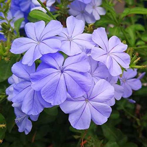 strimusimak 15 stücke Plumbago Auriculata Samen Duftende Kap Leadwortsamen Immergrüne Pflanze Strauch Blumensamen für den Anpflanz des Gartenbalkons im Freien Plumbago Auriculata Lamsamen von strimusimak