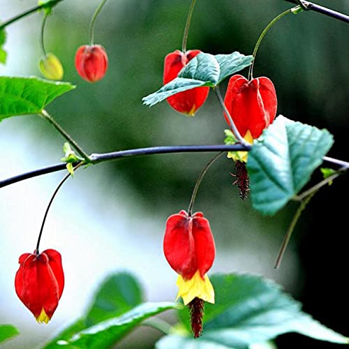 strimusimak 25 stücke blutende herz blume samen mehrjährige rote blutung herz samen bonsai balkon pflanze samen für indoor outdoor pflanzen Abutilon Megapotamicum Seeds. von strimusimak