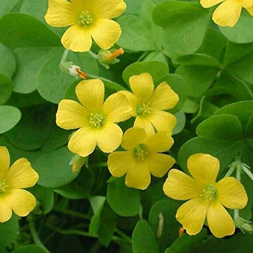 strimusimak 30 Stück Shamrock Glühbirnen Oxalis Triangularis-Zwiebel-Holz-Sauerampfer-Samen Mehrjährige Blumen samen DIY Bonsai Garten Balkon Outdoor-Dekor Samen von strimusimak