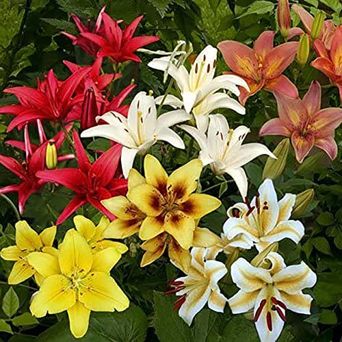 strimusimak 30 Stück schöne Blumen samen Mehrjährige Lilien Blumen zwiebeln Frische Garten Blumen pflanzen Samen Garten Blumen samen Saat von strimusimak