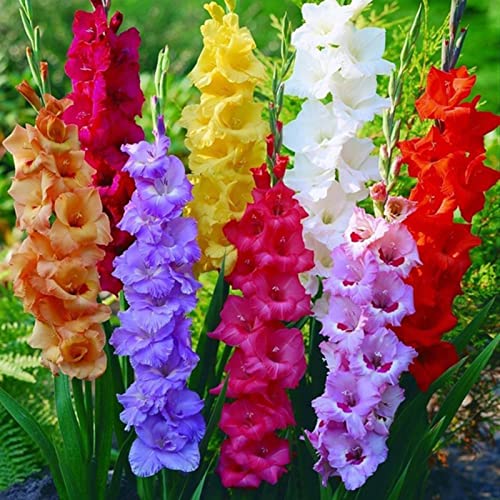 strimusimak 300 Stück Gladiolus samen, frische Garten pflanze Blumen samen Charming Gladiolus Ästhetische Blumen samen im Freien, Blumen samen Gladiolussamen von strimusimak