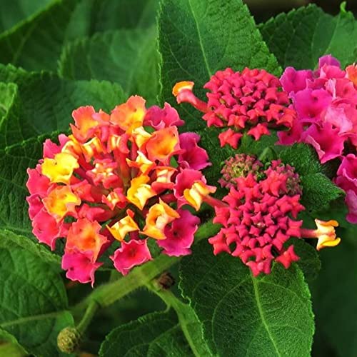 strimusimak 300 Stück Lantana Camara Samen mehrjährig blühender Garten Topf blume Bonsai Pflanzen samen für Garten Hof im Freien Mix Farbe von strimusimak