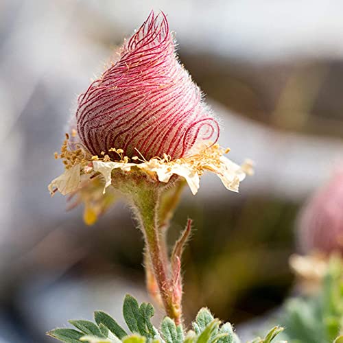 strimusimak 300Pcs Prairie Smoke Seeds Hardy Perennial Garden Yard Bonsai Pflanzen Samen schnell wachsende Pflanzens Amen Samen von strimusimak