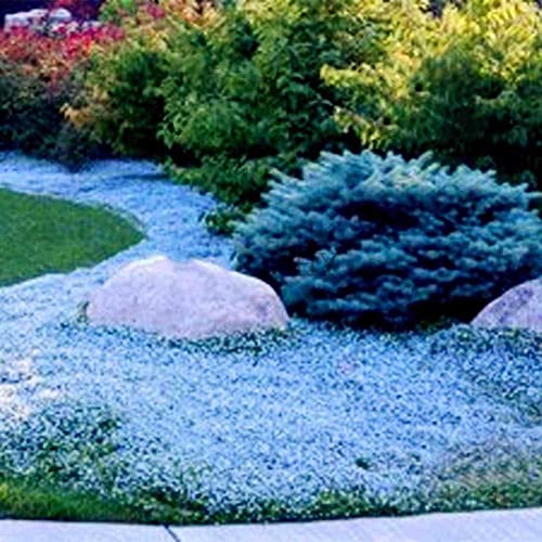 strimusimak 400 Stück kriechende Thymian samen Garten boden abdeckung Teppich robuste mehrjährige Blumen pflanzen samen für Hausgarten bepflanzung Hellblau von strimusimak