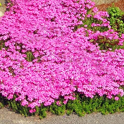 strimusimak 400 Stück kriechende Thymian samen Garten boden abdeckung Teppich robuste mehrjährige Blumen pflanzen samen für Hausgarten bepflanzung Rosa von strimusimak