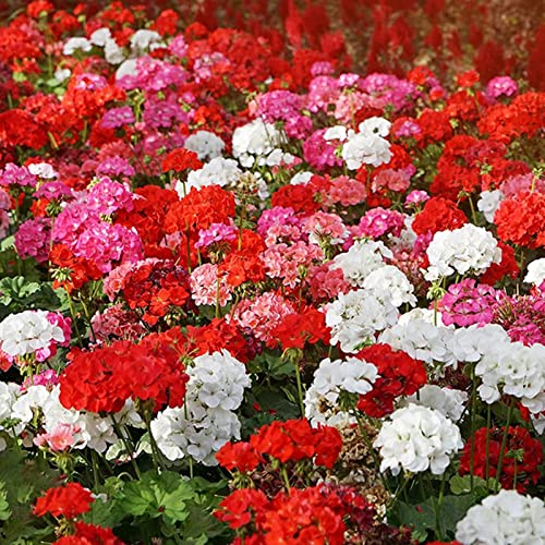 strimusimak 50 Stück Geranien samen Stauden blühender Garten Bonsai Topf Blumen Pflanzen Samen im Freien Duftende Bunte Blumen samen Gartenarbeit Mehrfarbig von strimusimak