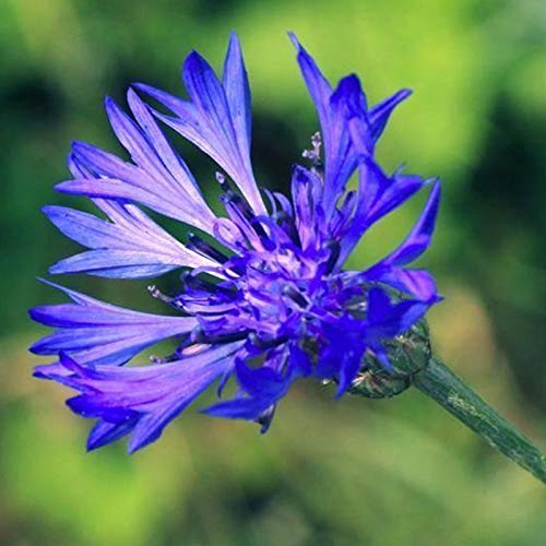 strimusimak 50 Stück blaue Kornblume Centaurea Cyanus Samen Wildblumen samen Einjährige Wiesen pflanzen Blumen samen Sommer blühende schöne Blumen samen Kornblumen samen von strimusimak