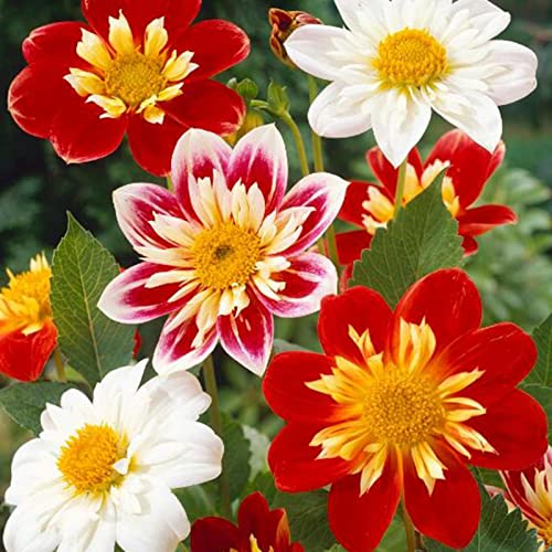 strimusimak 50 stücke Garten Schöne Blumen Samen Dahlie Pinnata Samen zum Anpflanzen, Mischfarbe Blumen Zierpflanzen Garten Topfpflanze Dahlia Pinnata Seeds. von strimusimak