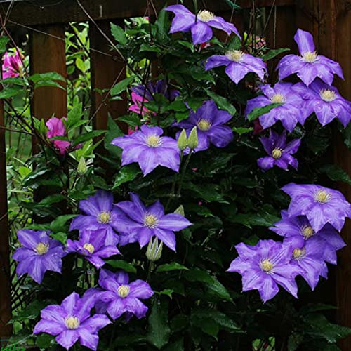 strimusimak 50 stücke Mischfarbe Clematis Samen Hardy Klettern Rebe Pflanze Blumensamen DIY Garten Outdoor Bonsai Dekor Helles Lila von strimusimak