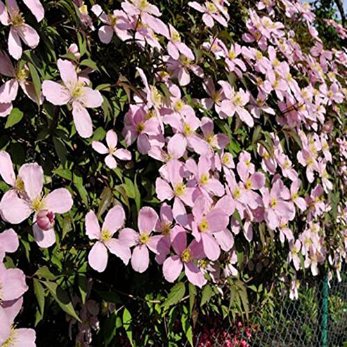 strimusimak 50 stücke Mischfarbe Clematis Samen Hardy Klettern Rebe Pflanze Blumensamen DIY Garten Outdoor Bonsai Dekor Rosa von strimusimak