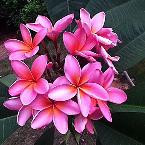 strimusimak 50 stücke Plumeria Samen Einfache Pflanze Rosa Blumen Hardy Pflanze Strauch Samen Wild Blume Samen für Garten Balkon Outdoor Pflanzung Plume ria Samen von strimusimak