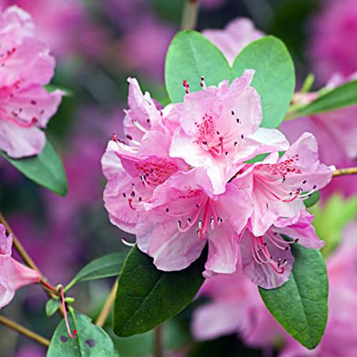 strimusimak 50 stücke Rhododendron Samen Evergreen Strauch Pflanze Frühling Sommer blühende Hardy Gartenpflanze Blumensamen für Outdoor Decor Rhododendron Samen von strimusimak