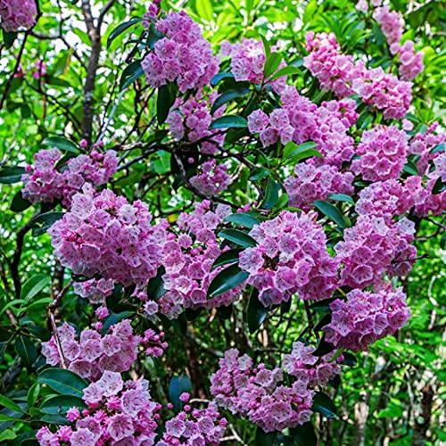 strimusimak 50 stücke Seltene Kalmia Latifolia Samen Hardy mehrjährige Pflanze Blume Samen Evergreen Strauch Pflanzensamen Kalmia Latifolia Seeds. von strimusimak