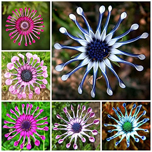 strimusimak 50 stücke Seltene Osteospermum Samen Halbhart mehrjährige frische Blumensamen Home Garten Bonsai Anlage Für Garten Balkon Outdoor Pflanzung Samen von strimusimak