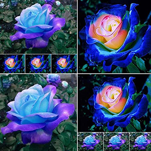 strimusimak 50 stücke Seltene Rose Blume Pflanzensamen Garten Outdoor Bonsai Ornamental Rosa Blau Rosensamen für Garten Balkon Outdoor Pflanzung Rosa Blaue Rosen samen von strimusimak